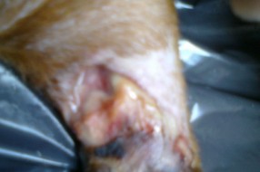 Nesavesnost veterinara