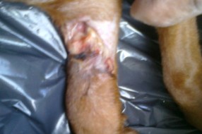 Nesavesnost veterinara