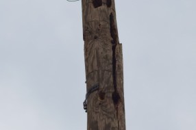 Opasnost od pada ulicne bandere