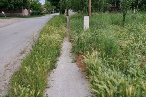 Zarasle javne površine u MZ Novi grad