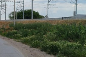 Zarasle javne površine u MZ Novi grad