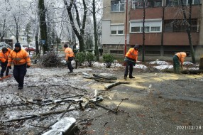 Drveće pod ledom