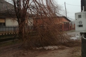 Polomljeno drvo u Zvorničkoj ulici