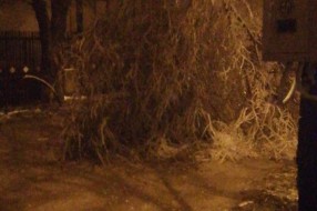 Polomljeno drvo u Zvorničkoj ulici