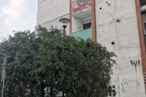 Žbunje zaklanja osvetljenje ispred zgrade u ulici Sekereš Lasla