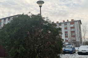 Žbunje zaklanja osvetljenje ispred zgrade u ulici Sekereš Lasla