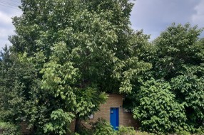 Strujni kablovi među granama drveća u Šarplaninskoj ulici