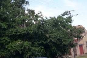 Strujni kablovi među granama drveća u Šarplaninskoj ulici