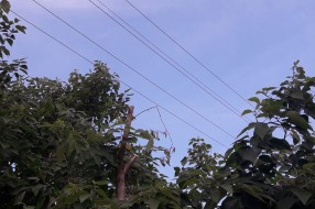 Strujni kablovi među granama drveća u Šarplaninskoj ulici