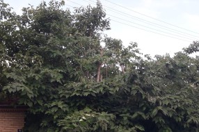Strujni kablovi među granama drveća u Šarplaninskoj ulici