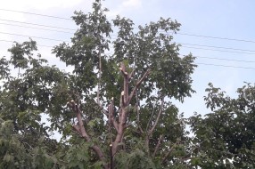 Strujni kablovi među granama drveća u Šarplaninskoj ulici