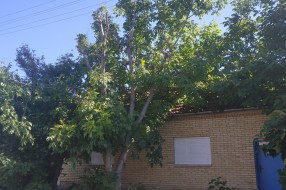 Strujni kablovi među granama drveća u Šarplaninskoj ulici