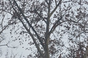 Pala grana na krov kuće (Ugao Kosovske i Vatroslava Lisinskog)