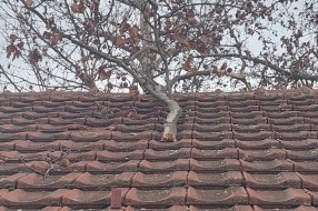 Pala grana na krov kuće (Ugao Kosovske i Vatroslava Lisinskog)
