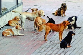 Psi lutalice u ulici Magnetna polja