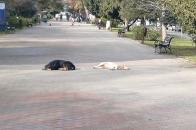 Psi lutalice na šetalištu na Radijalcu