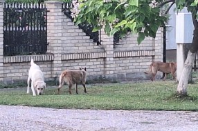 Psi lualice ugrožavaju bezbednost Bikovčana