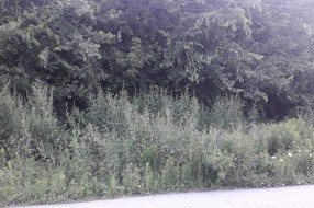 Korov oko "Vodovoda"