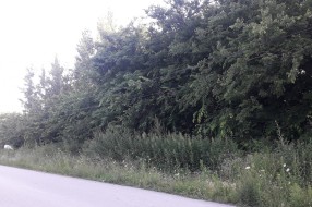 Korov oko "Vodovoda"