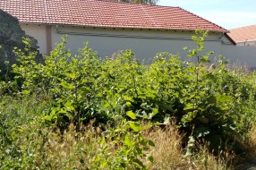 Zarasla površina kod Gerontološkog doma na Karađorđevom putu