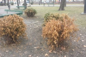Nestručno i besmisleno ozelenjavanje Parka Ferenca Rajfla