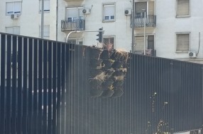 Minijaturne saksije na ogradi kod Nove opštine