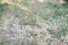 Neodržavana travnata površina u Ohridskoj ulici
