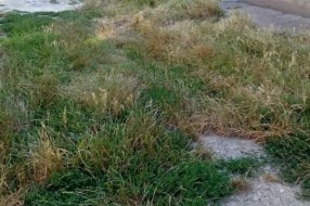 Neodržavana travnata površina u Ohridskoj ulici