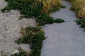 Neodržavana travnata površina u Ohridskoj ulici