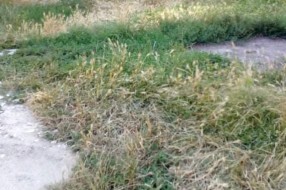 Neodržavana travnata površina u Ohridskoj ulici