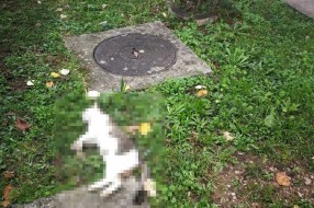 Trovanje životinja na teritoriji MZ "Novi Grad"