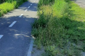 Korov i ambrozija pored trotoara na Kelebiji