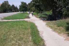 Korov i ambrozija pored trotoara na Kelebiji