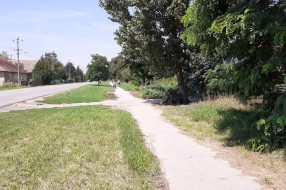 Korov i ambrozija pored trotoara na Kelebiji