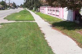 Korov i ambrozija pored trotoara na Kelebiji
