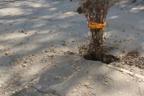 Rupa na biciklističkoj stazi na Somborskom putu