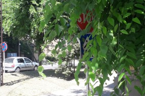 Saobaćajni znakovi zarasli u rastinje