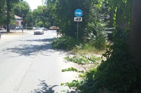 Saobaćajni znakovi zarasli u rastinje