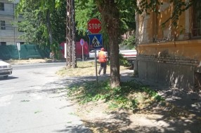 Saobaćajni znakovi zarasli u rastinje