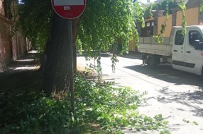 Saobaćajni znakovi zarasli u rastinje