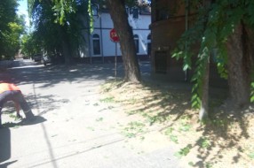Saobaćajni znakovi zarasli u rastinje