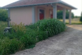 Neodržavanje groblja u Gornjem Tavankutu