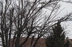 Orezivanje drveta u Pavlovačkoj ulici