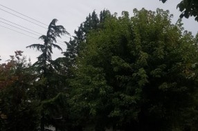 Urasli strujni kablovi u 51. divizije (opasno je i prekriva rasvetu)