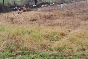 Divlja deponija u Malom Bajmoku (Mačvanska - Durmitorska)