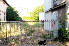 Ruglo u Harambašićevoj