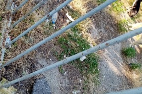 Ruglo u Harambašićevoj