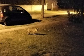 Lisica slobodno šeta Željezničkim naseljem