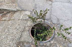 Šahta bez poklopca nedelju dana - Šumska 11