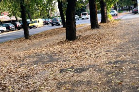 Sakupljanje i paljenje lišća